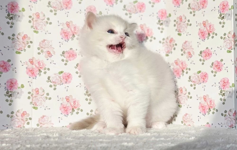 Piękna kotka Ragdoll