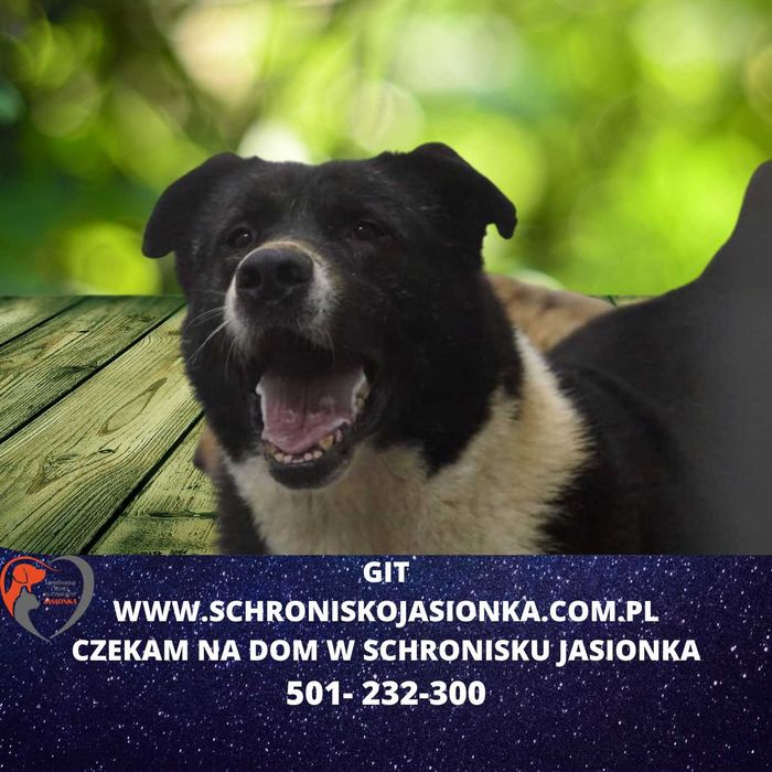 GIT do adopcji – Schronisko Jasionka