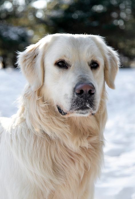 Rezerwacje Golden Retriever, planowany miot marzec 2026