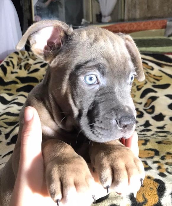 Цуцики -щенки Амстаффа