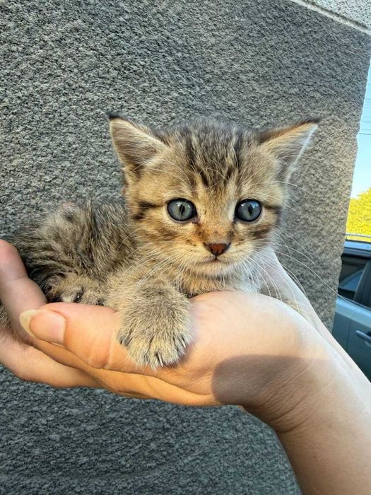 подарую гарненьких кошенят
