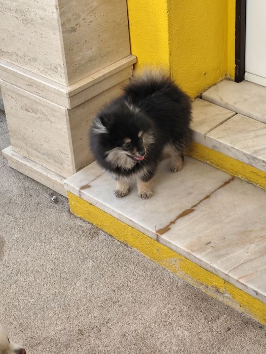 Spitz Alemão anão