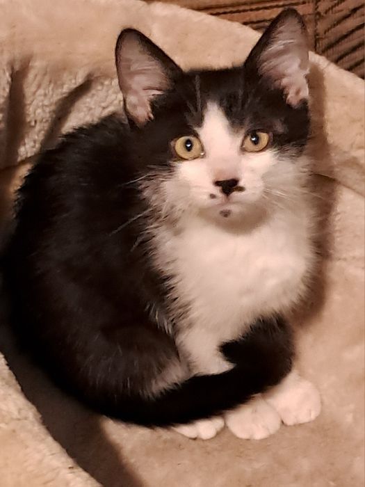 Кошенятко хлопчик