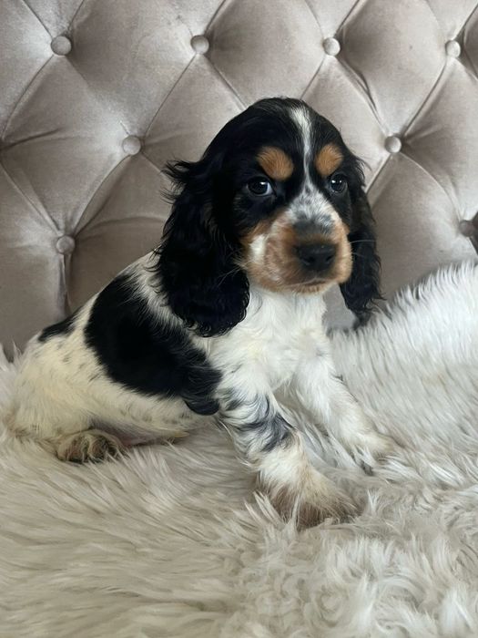 Piesek Cocker Spaniel Angielski