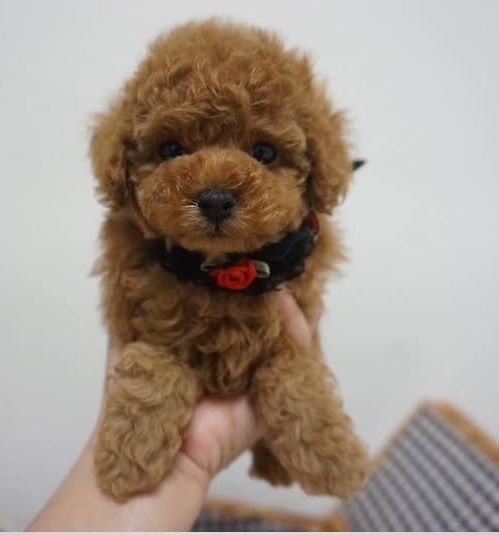 Ляльковий малюк той пудель