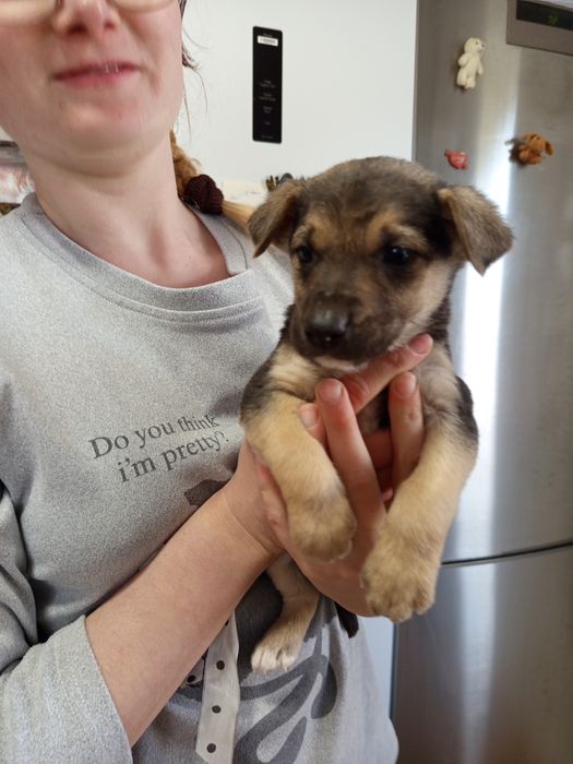 Продаются маленькие щенки