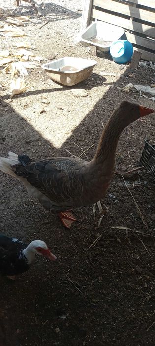 Vendo casal de patos gansos