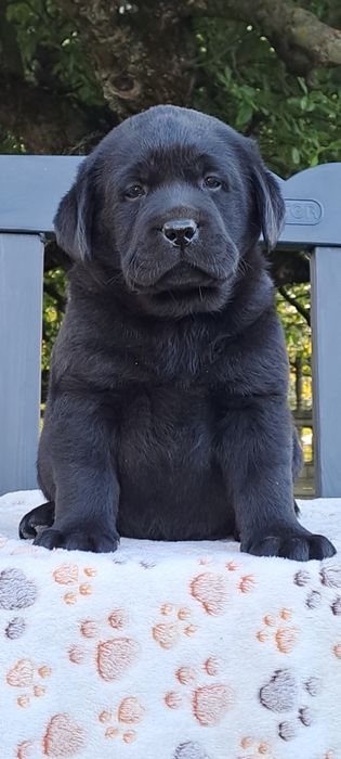Labrador retriever czarny szczeniak