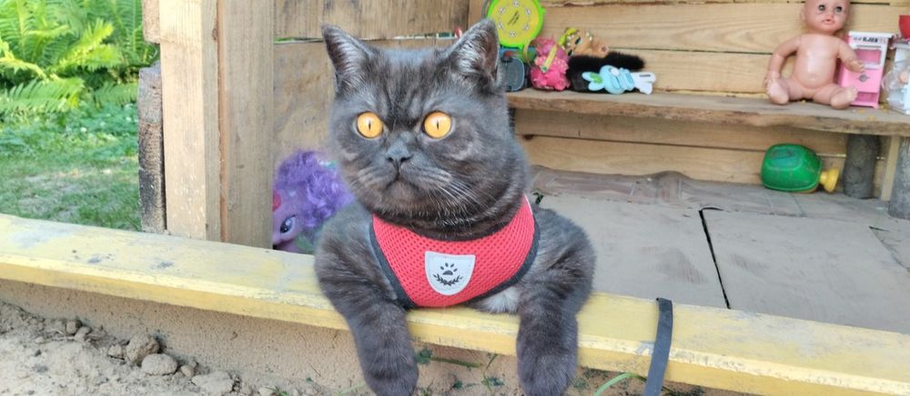 Шотландські кошенята