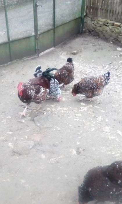 Продаю   інкубаційні  кур'ячі  яйця  Лівенська  ситцева +  Мастер грей