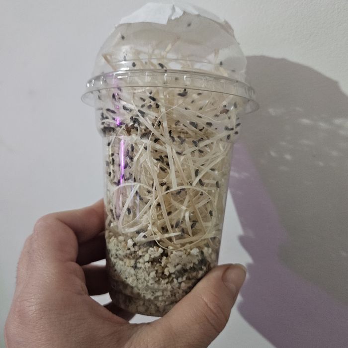 Muszki D.melanogaster owocowki