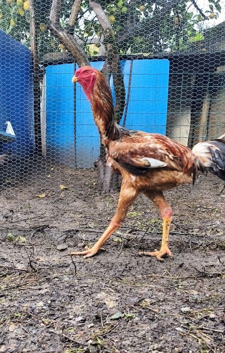 Ovos de Índio Gigante Brasileiro