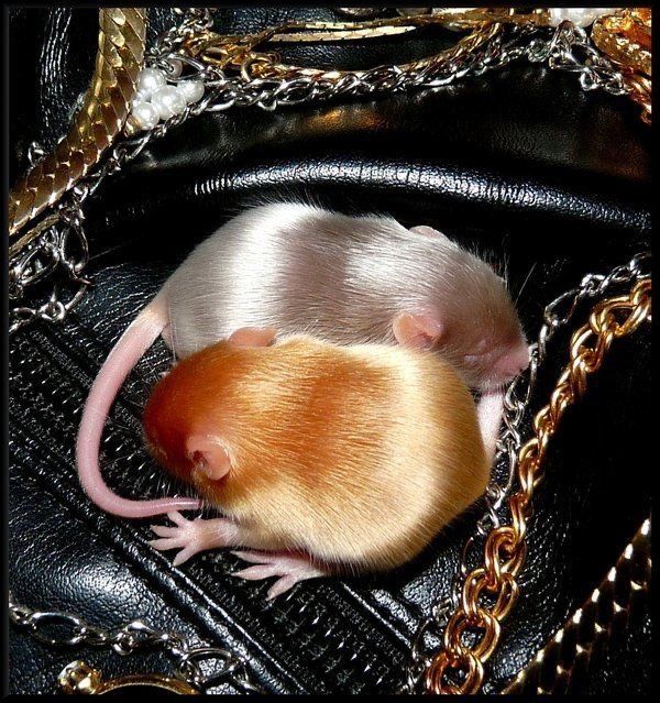 Кучерявые мышата, мышки рекс, сатиновые мыши