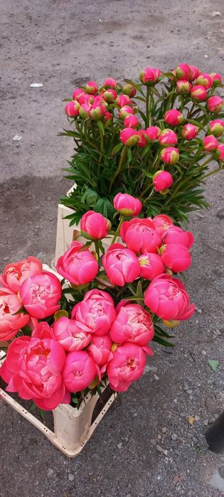Пион,  Роза, Сирень и другой Цветок.  Свежий Срез