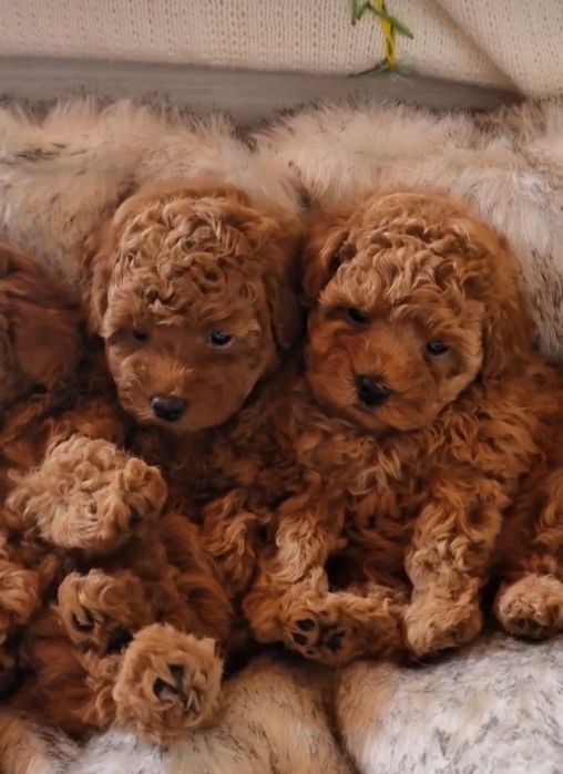 Найкращі хлопці і дівчата той пудель