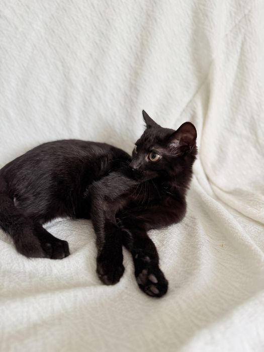 Cudowny Maciuś do adopcji!