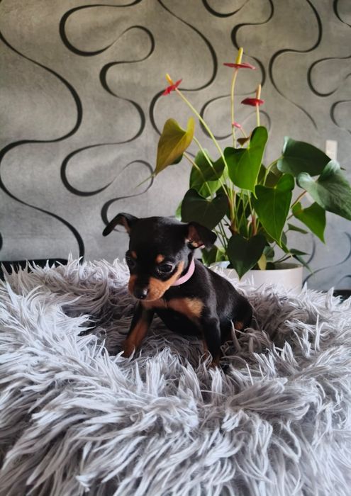 Ratlerek Ratlerki, pinczer pinczerki