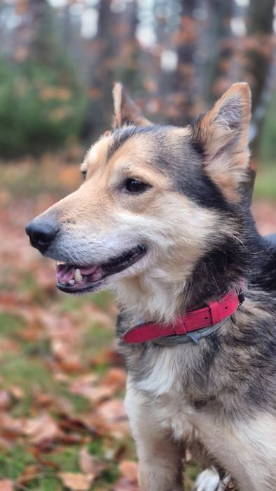 Łagodny pies szuka domu  / do adopcji