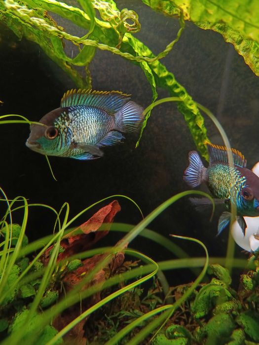 Pielęgnica Akara electric blue