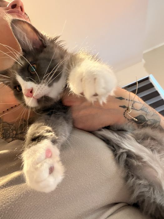 Kot maine coon kocur