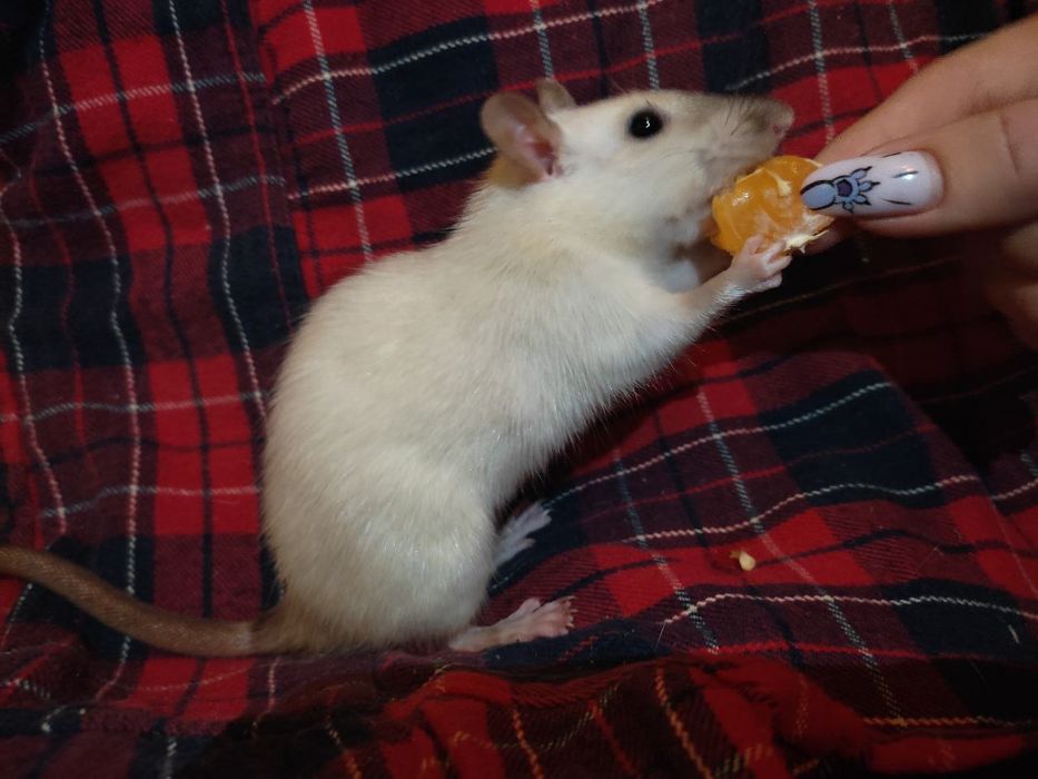 Крыски декоративные. Крысята. Крысы