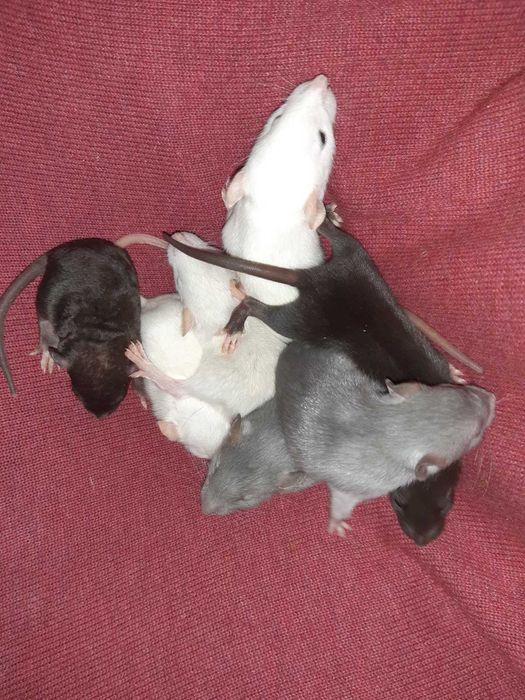 Крысята  крыса дамбо голубая щурята