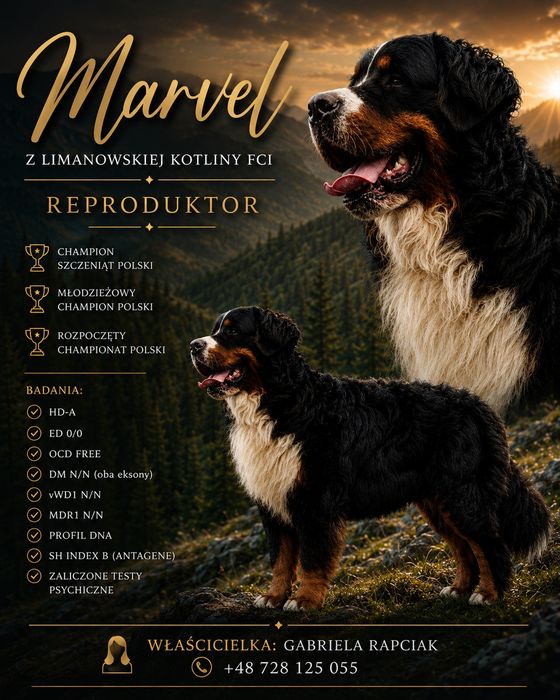 Berneński Pies Pasterski. REPRODUKTOR