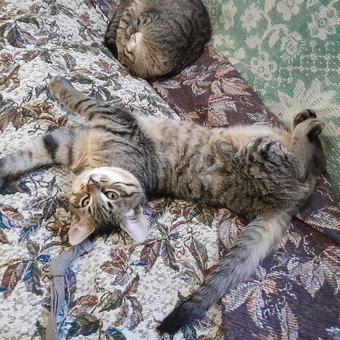 Котята в добрые руки.