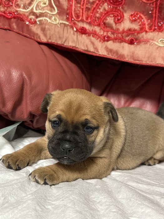 Продам французького бульдога