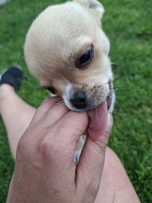 Chiuhuahua sunia