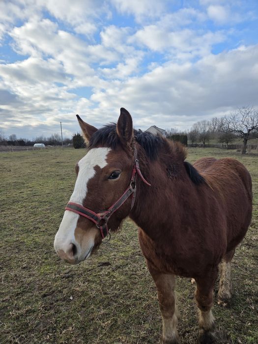 Ogierek  zimnokrwisty 8 miesiecy