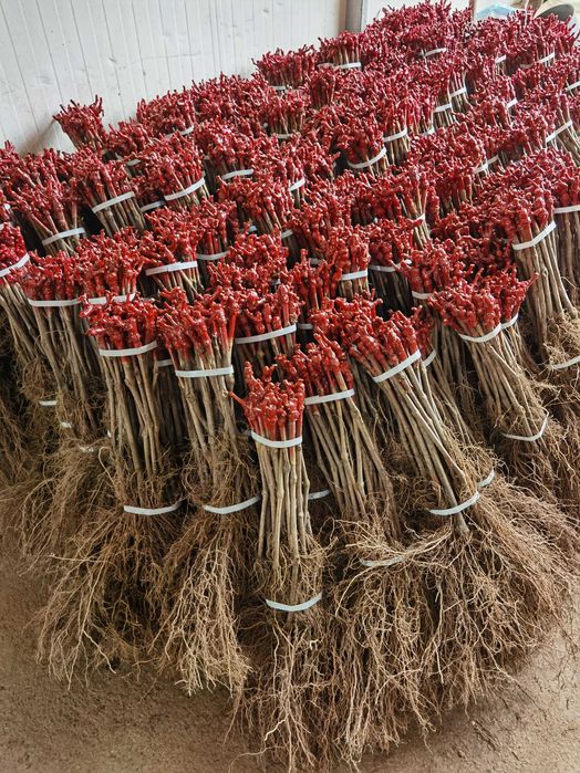 Videiras enxertadas (omega):196/17 e 1103-P