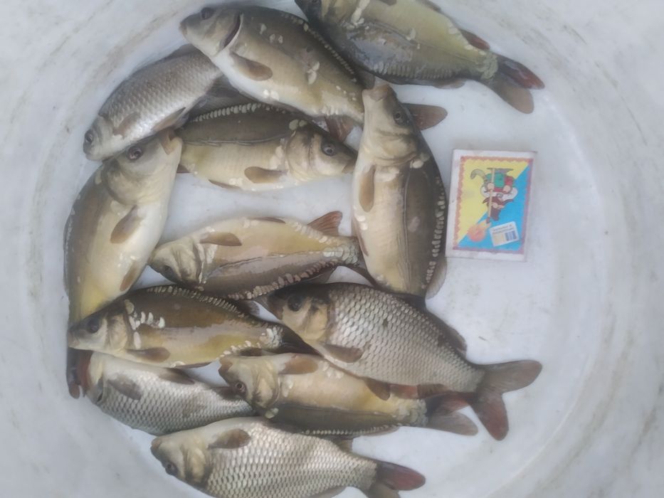 Продам малька коропа та карася