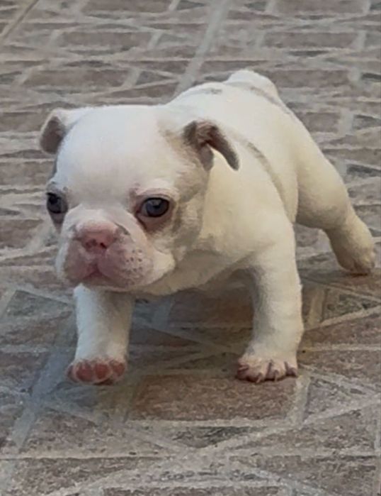Menino buldog blue pied