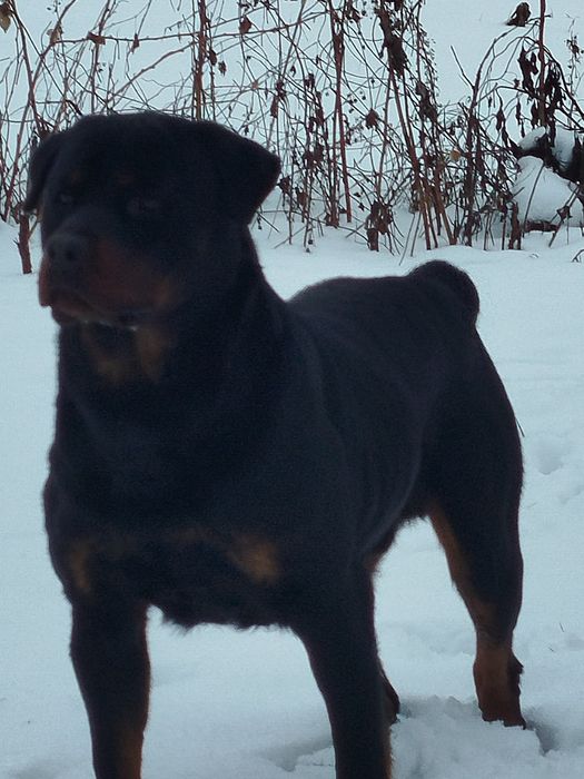 Вязка песика ротвейлера