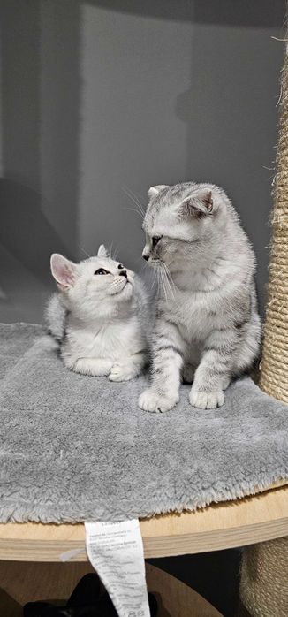 Urocza kotka brytyjska