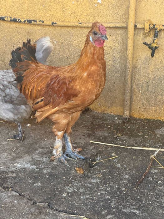 Vendo frangos diversos