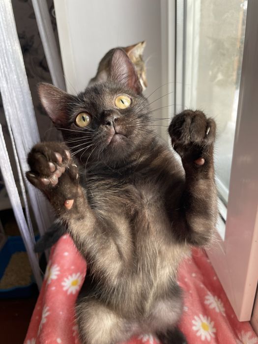 В добрі руки, кошенята, кішечка, котик, кіт