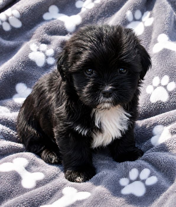 Shih Tzu  śliczny Piesek