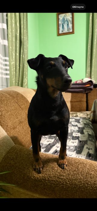 Собачки в добрі руки