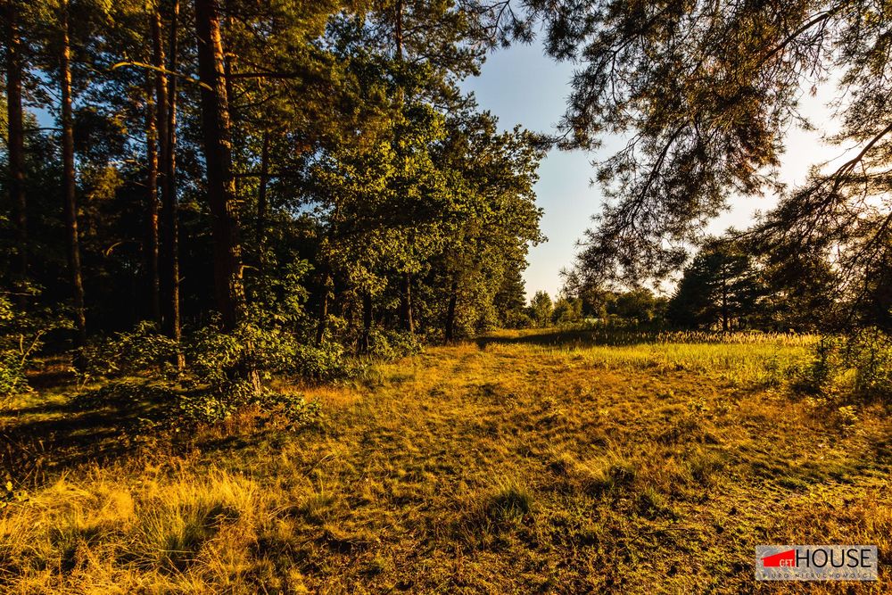 Dzika natura- działka z lasem- PAROWA- UNIKATOWA LOKALIZACJA - Widok 5
