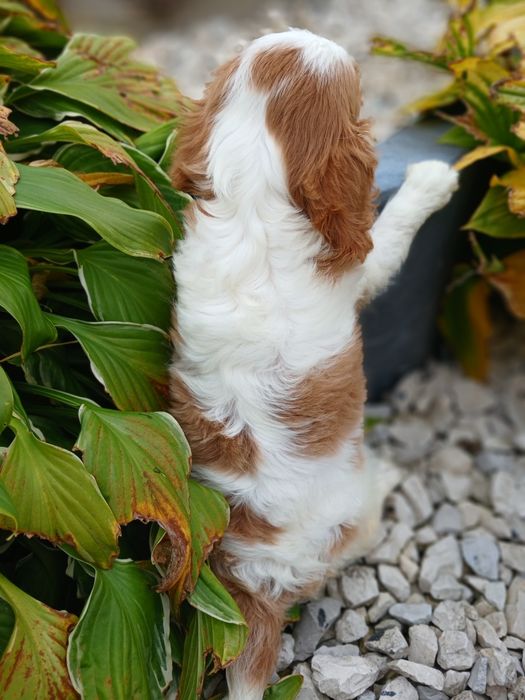 Cavalier King Charles Spaniel