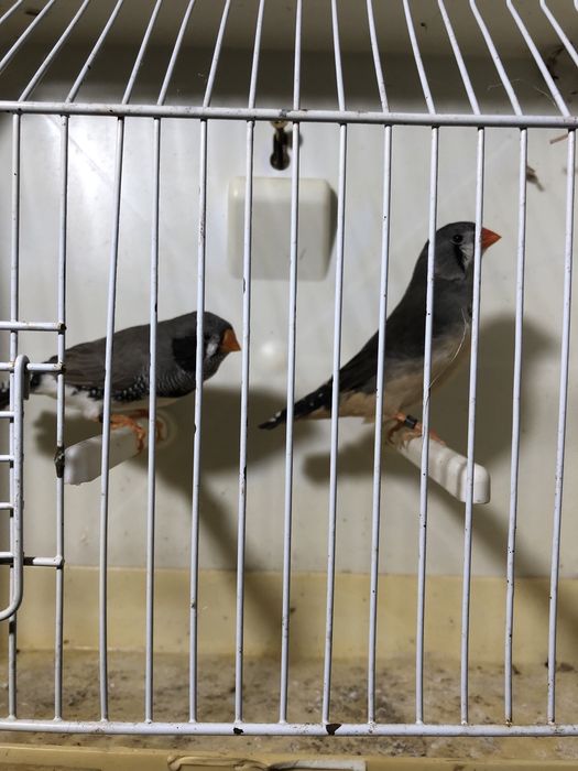 Casal Mandarins Gigantes