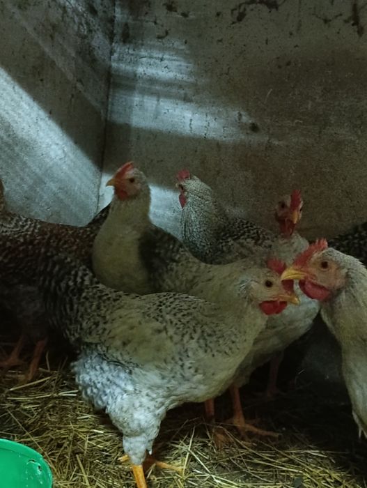 Frangos e frangas caseiras