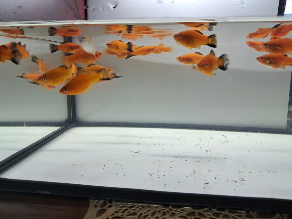 Sprzedam mieczyki czerwone i zielone hellera