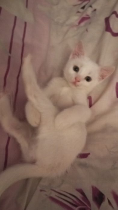 Біленьке кошеня, котик 2 місяці