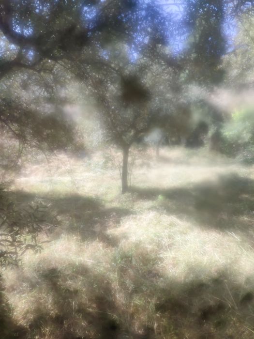 Vendo um terreno em mós Moncorvo