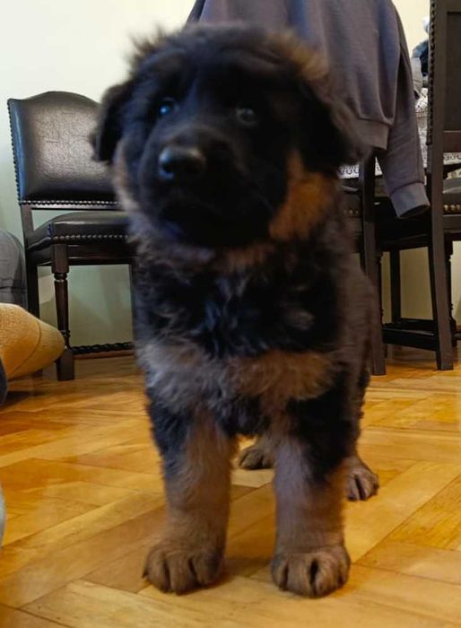 Owczarek niemiecki FCI długowłosy suczka