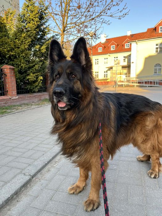 Owczarek Niemiecki 6 letni