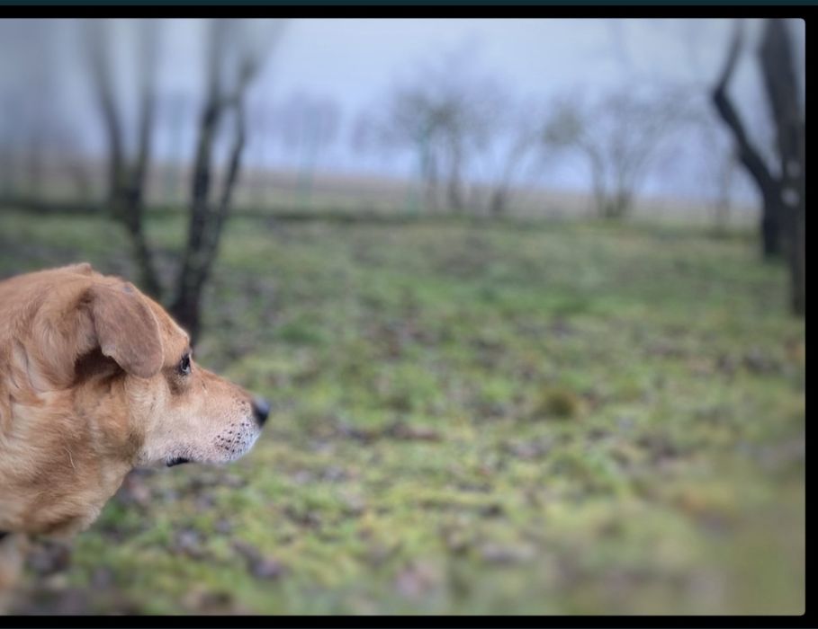Max - w typie Labradora